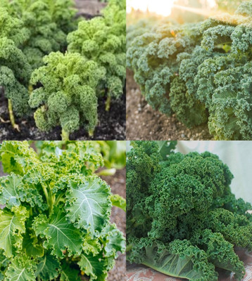 ibains Kale seeds for sprouting bij 11 Seed(11 per packet)