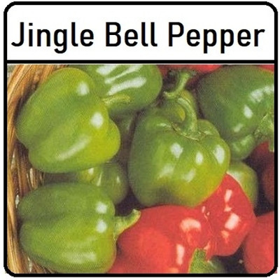 KNESSiN High Germination Jingle Capsicum Vegetable Seeds For Planting-(100 Seeds) Seed(100 per packet)