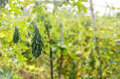 Kodali Hybrid F1 Bitter Gourd Seeds Pack Of 13 Seed(13 per packet)