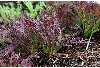 Qualtivate HUA-2A Mizuna Mix Lettuce Salad Seed(300 per packet)