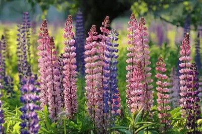 MAA Lupin Seed(55 per packet)