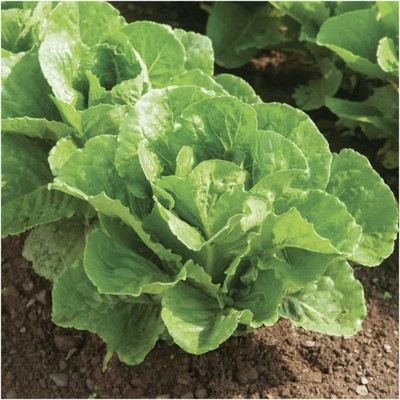 VibeX XLR-74 - Heat Tolerant Hybrid Lettuce - (1350 Seeds) Seed(1350 per packet)