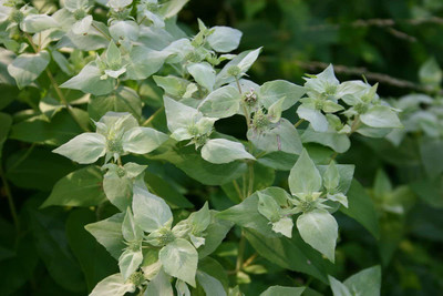 CYBEXIS NDIR-68 - Mountain Mint (Pycnanthemum muticum) - (1350 Seeds) Seed(1350 per packet)