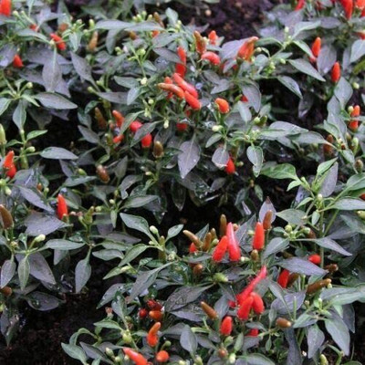 CYBEXIS Rare Pepper Chilli - Demon Red - Seeds2400 Seeds Seed(2400 per packet)