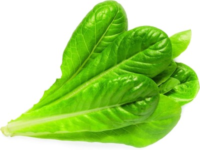 Qualtivate HYB-2A Romaine Lettuce Seeds Seed(300 per packet)