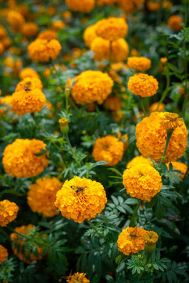 clause marigold/gende ka phool flower seeds Seed(50 per packet)