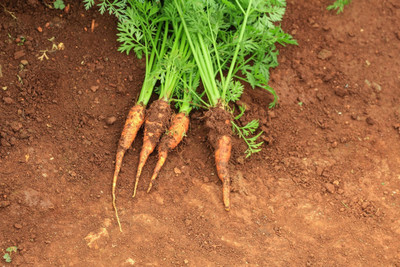 SeedHaven Fresh Red Carrot Hybrid Vegetable Seed(100 per packet)