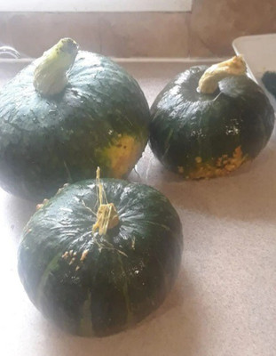 Quentova Calabaza pumpkin-AJ-3I Seed(100 per packet)