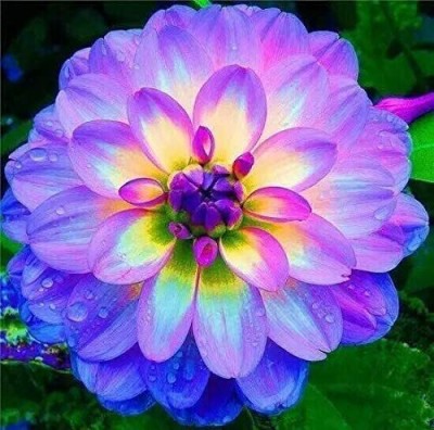 CYBEXIS TLX-75 - Rare Mix Dahlia Pompon Flower - (60 Seeds) Seed(60 per packet)