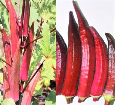 Arshiayat red lady finger Seed(118 per packet)