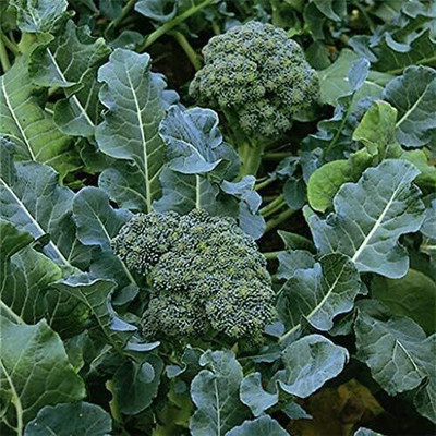 WILLVINE AGRI -X Calabrese Green Broccoli [1g] Seed(300 per packet)
