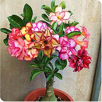 Qualtivate TLX-691 Adenium Obesum Desert Rose Impala Lily Seed(30 per packet)