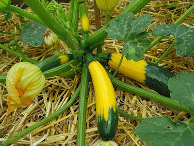 Qualtivate DXL-2AT Squash Yellow Zucchini Seeds Seed(30 per packet)