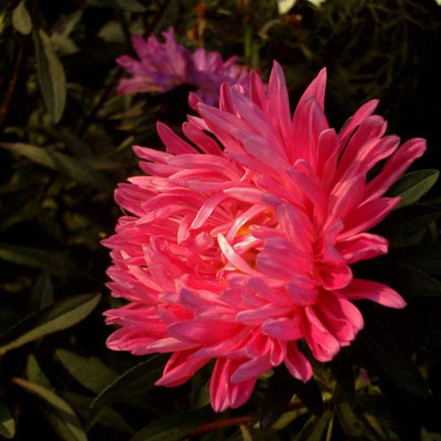 VibeX TLX-24 - Chrysanthemum China Magenta Aster - (270 Seeds) Seed(270 per packet)