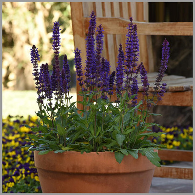 CYBEXIS Salvia Faranecia Blue Flower Seeds Seed(50 per packet)
