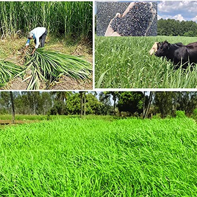 JOY SHREE Indian cow Grass Seeds, Goat Hybrid Grass Seeds, Smart Seed Dense Shade Grass Seed Seed(170 per packet)