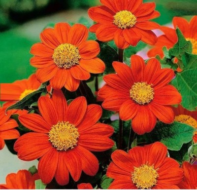 madrid Tithonia Flower Seed(20 per packet)