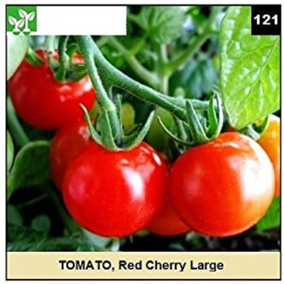 CYBEXIS RED CHERRY LARGE TOMATO-250 Seeds Seed(250 per packet)