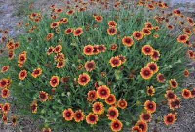 Quentova Gaillardia Pulchella-RXI-6V Seed(75 per packet)