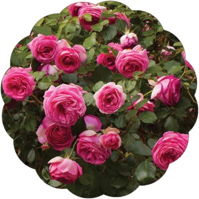 Qualtivate ICRA-4A Pink Eden Climbing Rose Seeds Seed(25 per packet)