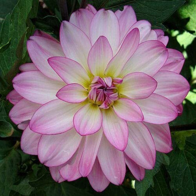 Lorvox Mix Color Dahlia Seed(108 per packet)