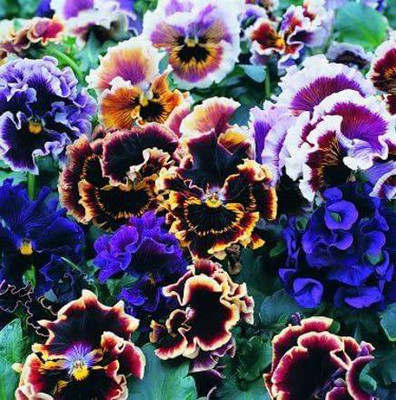 CYBEXIS Pansy Flamenco Mix Seed(1 g)