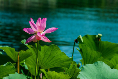 Digikida lotus,kamal gatta Seed(14 per packet)