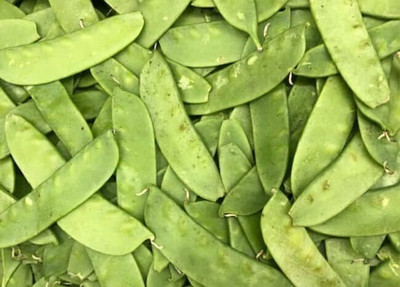 WATIKA Lima Beans Vegetable Garden Seed(80 per packet)