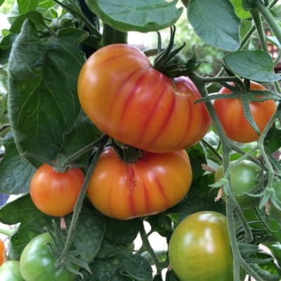 CYBEXIS Beefsteak Tomato Varieties—Hillbilly2000 Seeds Seed(2000 per packet)