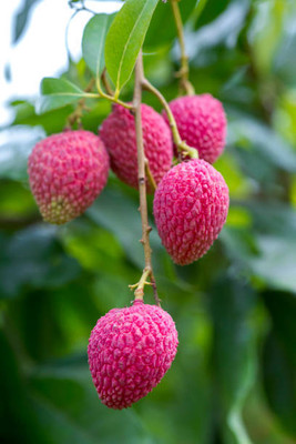 MAA LITCHI,LICHEE,LYCHEE Seed(10 per packet)