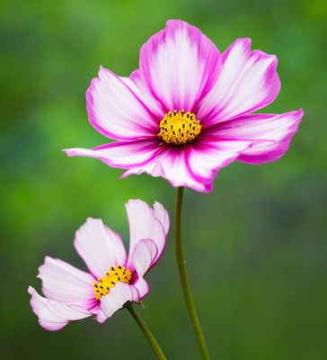Seedsqlty cosmos flower seeds pink, high germination (15 seeds) Seed(15 per packet)