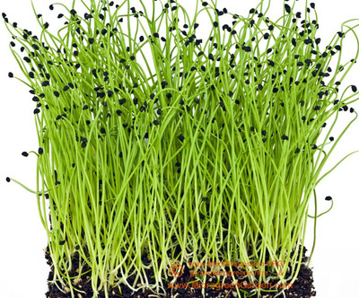 Qualtivate HUA-2A ONION RED Microgreen Seeds Seed(500 per packet)