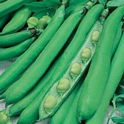CYBEXIS High Yield Seeds of Broad Bean (Masterpiece)800 Seeds Seed(800 per packet)