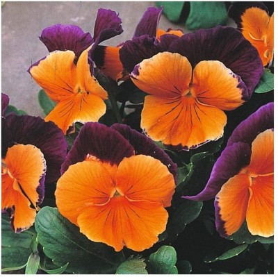 Quentova Pansy Jolly Joker Viola Wittrockiana Flower-DXL-2M Seed(50 per packet)