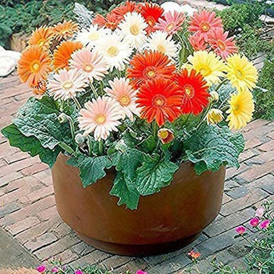 KANAYA Aster Flower Seed(135 per packet)