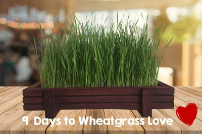 CYBEXIS XL-29 - Cat Grass Mix - (4500 Seeds) Seed(4500 per packet)