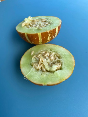 Quentova Kajari Melon/Cucumis melo/Muskmelon-XIL-6L Seed(100 per packet)