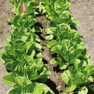 VibeX Green R-Romaine Lettuce Seed(1350 per packet)