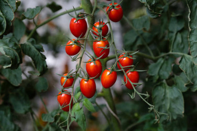 prev tomato Seed(100 per packet)