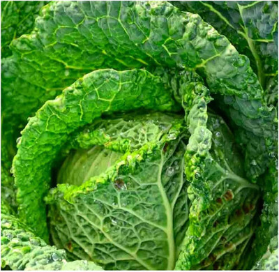 WILLVINE GOI -I Savoy Perfection Cabbage Seeds [50g] Seed(15000 per packet)