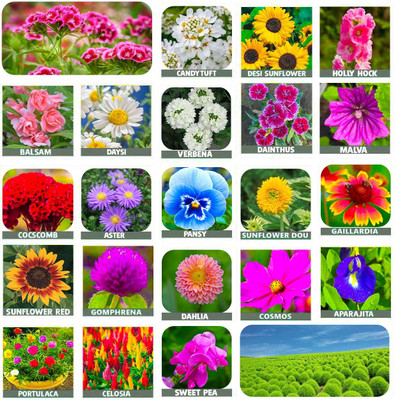 abiswas 25 variety flower seeds combo pack with instruction manual Seed(2200 per packet)