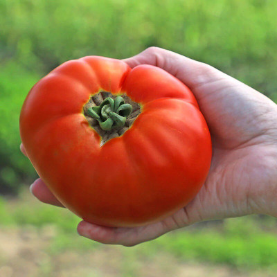 Quentova Tomato Amelia-XIL-6L Seed(300 per packet)
