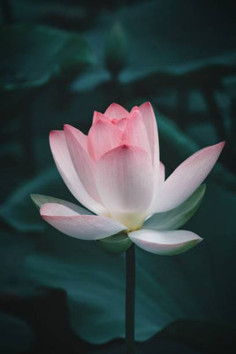 ARYAN EVERGREEN lotus,kamal gatta Seed(10 per packet)