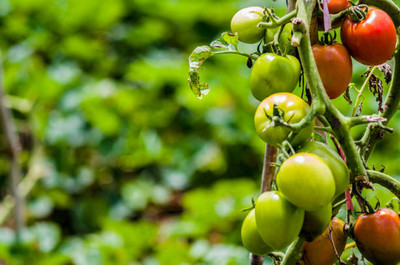 TREECARE tomato Seed(150 per packet)