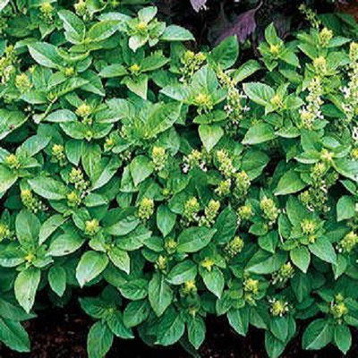 WILLVINE XL-8 French thin leaf basil Seed(1000 per packet)