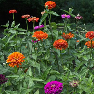 ibains Zinnia double seeds Seed(57 per packet)
