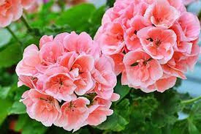 CRGO GERANIUM Seed(5 per packet)