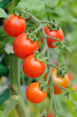 KANAYA Italian Red Cherry Tomato Vegetable Seed(150 per packet)