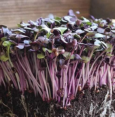 Qualtivate RES-3A Rambo Radish Seeds,(Microgreens) Seed(300 per packet)