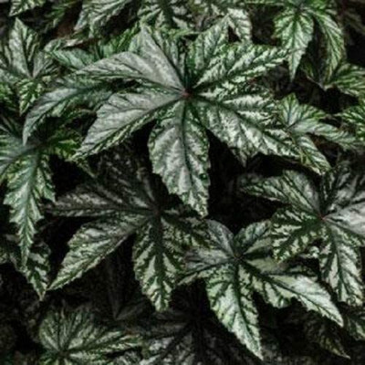 VibeX XLL-69 - Begonia Gryphon White - (270 Seeds) Seed(270 per packet)